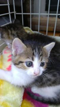 可愛い女の子2匹 姉妹