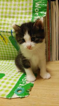 黒白で長毛種の男の子