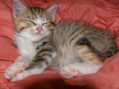 雌の子猫です。どなたか貰って下さい。