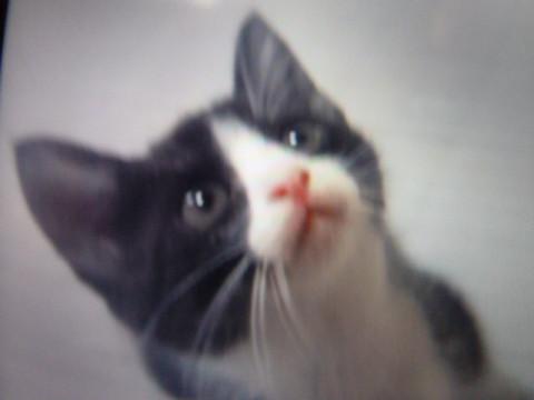 可愛い子猫　