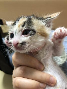 「トライアル決定」おてんばのミケちゃん