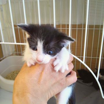 「令和」生まれの子猫たち