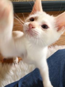 子猫★みかん箱〜ず③(46)