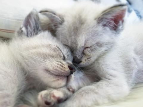 子猫★みかん箱〜ず⑤(4８)