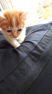 元気な茶シロちゃん