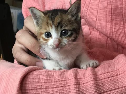 可愛い三毛猫の女の子★