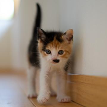 ふわふわのこねこ♪三毛猫ちゃん