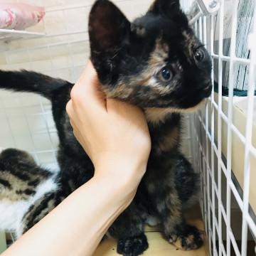 愛嬌たっぷりのサビ猫ちゃん ２ヶ月