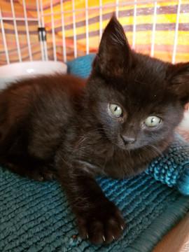 黒猫雄の子です