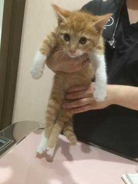 可愛らしい茶シロ男の子