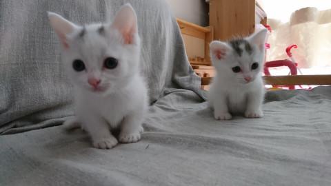 千葉県白井市/かわいい兄弟