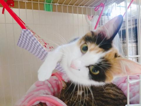 かわいい三毛猫ちゃん