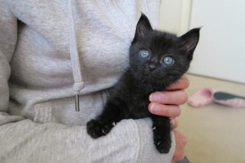美人な黒猫ちゃん