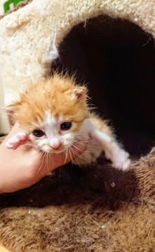 かわいい４兄妹、離乳中！