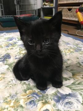 生後2ヶ月の黒猫ちゃん