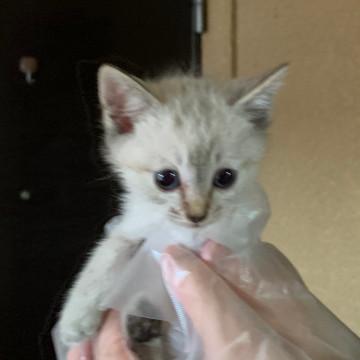 生後1ヶ月半〜2ヶ月のシロちゃん