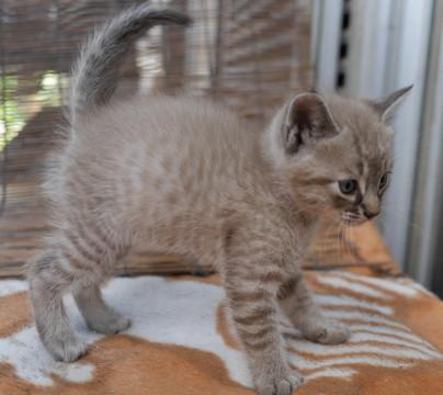 ノラ　仔猫