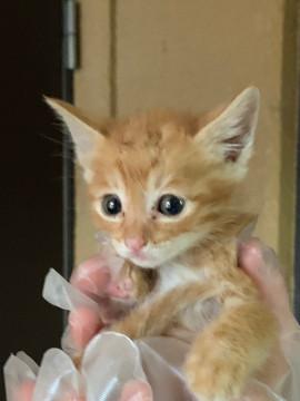 生後1ヶ月半〜2ヶ月のトラちゃん♂