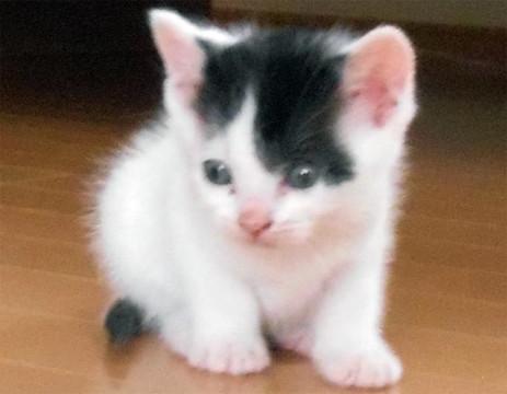 ころころかわいいウーパーくん