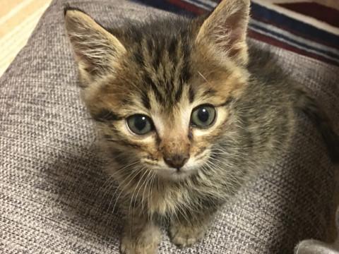 トライアル決☆壁の中からレスキューした子