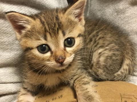 トライアル決☆壁の中からレスキューした子