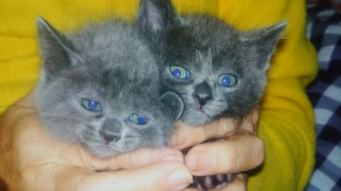 グレー　ハチワレ　黒