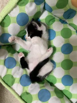 尻尾先白色ありの、甘えん坊さん