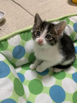 少し臆病キジ白美形女の子