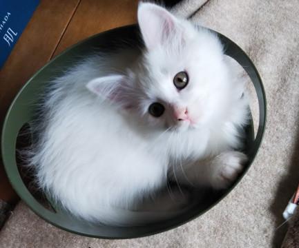 保護ねこです。モフモフのイエローアイです
