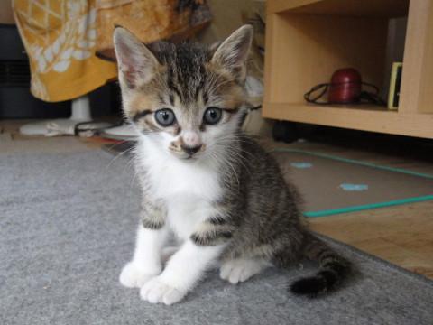 人間大好き甘えん坊