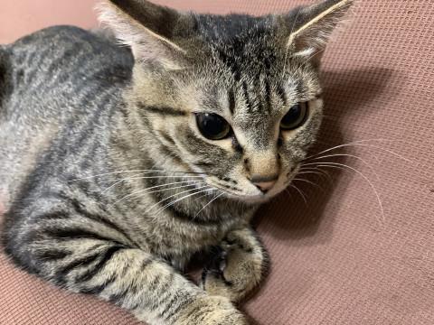 まん丸おめめの恥ずかしがり屋さん