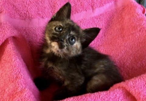 ★★かわいい子猫ちゃん★★