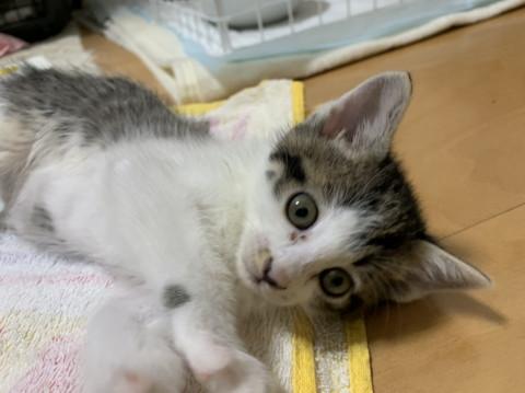 おとなしめ、でも遊び好き男の子