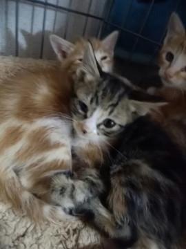 家族を探しています。