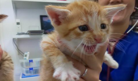 人懐こい茶白くん