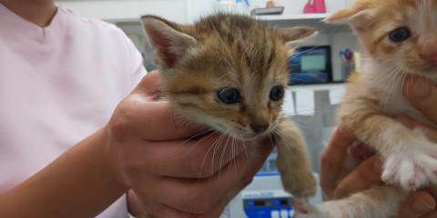 人懐こいキジサビちゃん