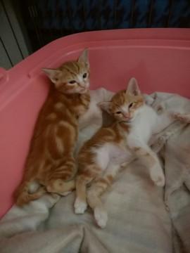 家族を探しています。