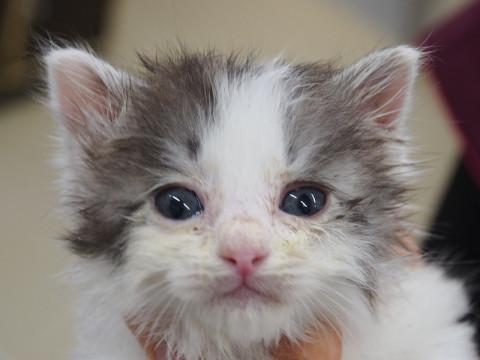 ちょっと小さ目な白黒子猫・男子