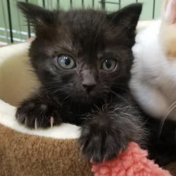 元気なおんなのこ！！『ペテちゃん』