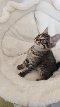 可愛い子猫　