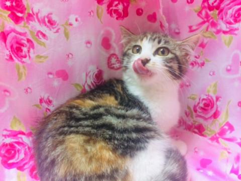 ふわふわ「すみれちゃん」