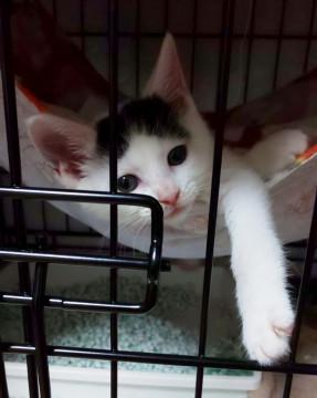 子牛模様のカウちゃん