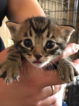 キジトラ兄弟(*^^*) ②