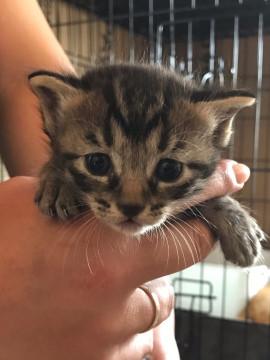 キジトラ兄弟^ - ^ ③