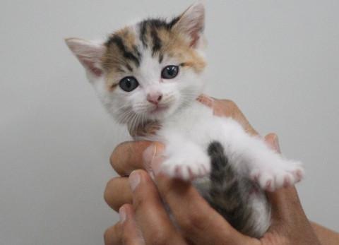 病院保護の2か月弱　♂♀兄妹猫