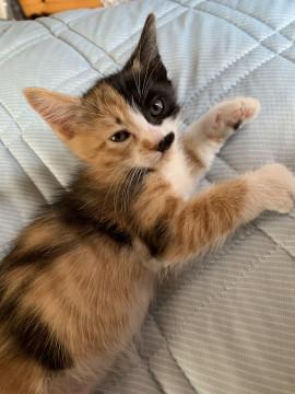 三毛猫です