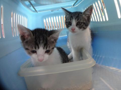 【動画あり】3月23日生まれの仲良し兄妹