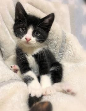 ふわふわはちわれ男の子