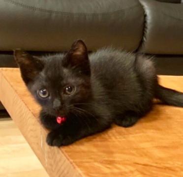 愛らしい真っ黒4兄妹を家族に
