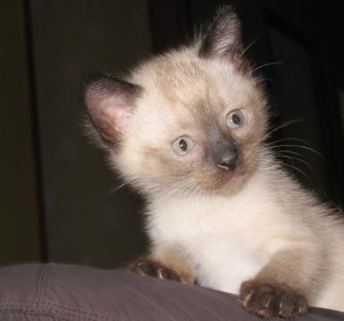 ひざの上でウトウト眠るのが大好き